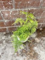 Zdjęcie rosliny doniczkowej Asparagus Plumosus, ujęcie 4