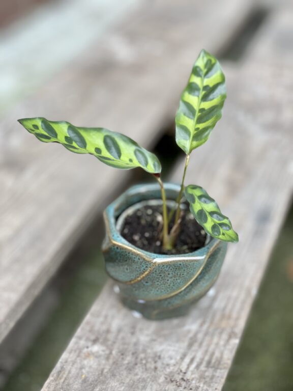 Zdjęcie rosliny doniczkowej Calathea lancifolia (Kalatea lancetolistna), ujęcie 1
