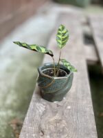 Zdjęcie rosliny doniczkowej Calathea lancifolia (Kalatea lancetolistna), ujęcie 2