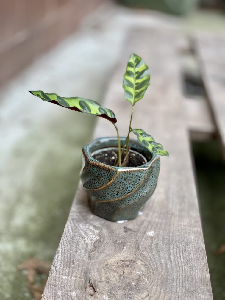 Zdjęcie rosliny doniczkowej Calathea lancifolia (Kalatea lancetolistna), ujęcie 2