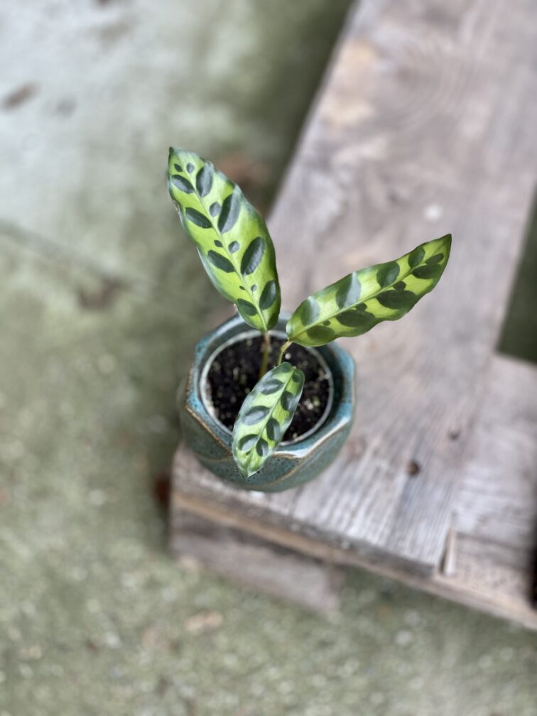 Zdjęcie rosliny doniczkowej Calathea lancifolia (Kalatea lancetolistna), ujęcie 3
