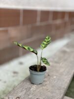 Zdjęcie rosliny doniczkowej Calathea lancifolia (Kalatea lancetolistna), ujęcie 4