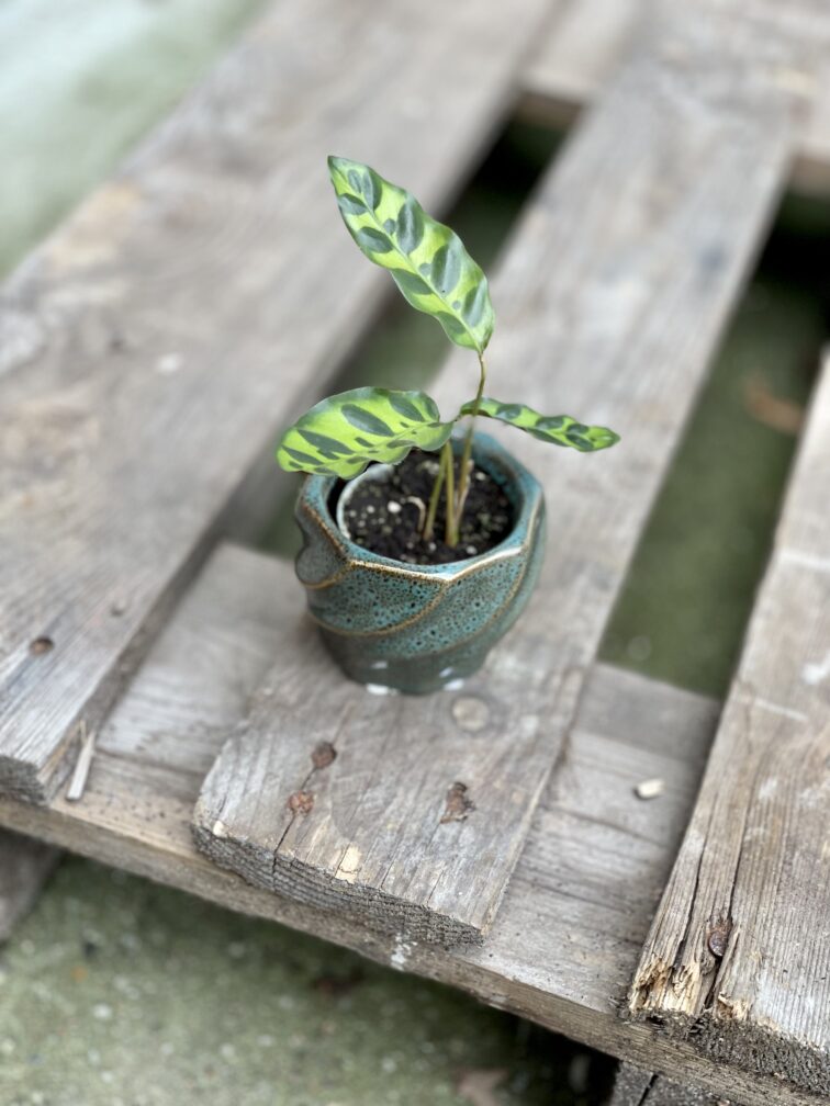 Zdjęcie rosliny doniczkowej Calathea lancifolia (Kalatea lancetolistna), ujęcie 5