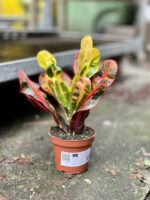 Zdjęcie rosliny doniczkowej Codiaeum variegatum Mammi (Kroton), ujęcie 1