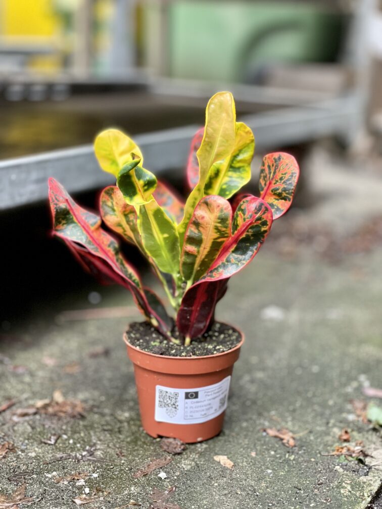 Zdjęcie rosliny doniczkowej Codiaeum variegatum Mammi (Kroton), ujęcie 1