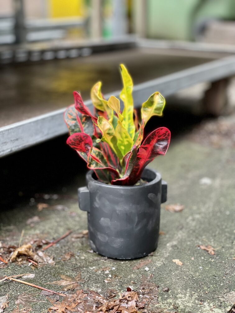 Zdjęcie rosliny doniczkowej Codiaeum variegatum Mammi (Kroton), ujęcie 2