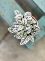 Zdjęcie rosliny doniczkowej Hypoestes phyllostachya (Niedośpian), ujęcie 1