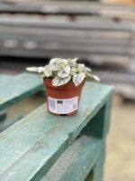 Zdjęcie rosliny doniczkowej Hypoestes phyllostachya (Niedośpian), ujęcie 3