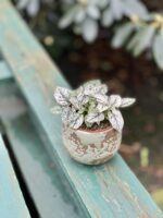 Zdjęcie rosliny doniczkowej Hypoestes phyllostachya (Niedośpian), ujęcie 4