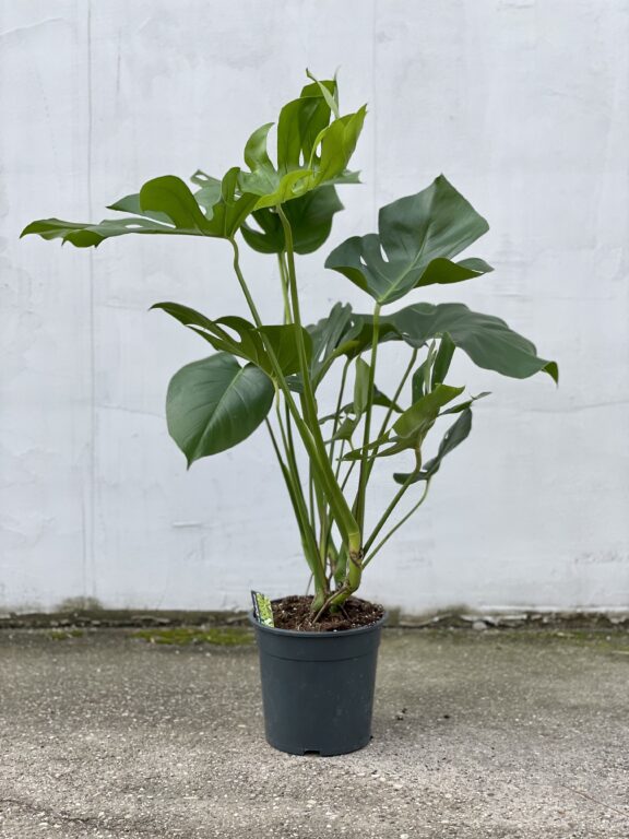 Zdjęcie rosliny doniczkowej Monstera deliciosa (Monstera dziurawa), ujęcie 1