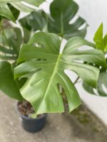 Zdjęcie rosliny doniczkowej Monstera deliciosa (Monstera dziurawa), ujęcie 2