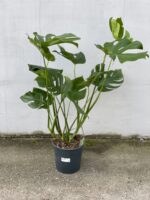 Zdjęcie rosliny doniczkowej Monstera deliciosa (Monstera dziurawa), ujęcie 3