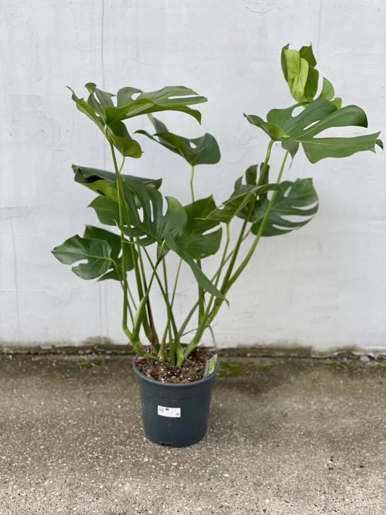 Zdjęcie rosliny doniczkowej Monstera deliciosa (Monstera dziurawa), ujęcie 3