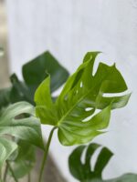 Zdjęcie rosliny doniczkowej Monstera deliciosa (Monstera dziurawa), ujęcie 4