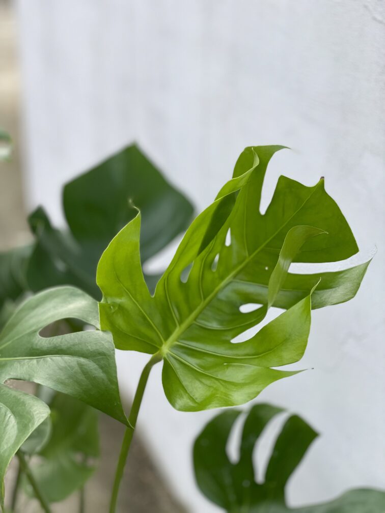 Zdjęcie rosliny doniczkowej Monstera deliciosa (Monstera dziurawa), ujęcie 4