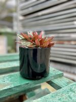 Zdjęcie doniczki lub oslonki: Osłonka Round Black 11x12 cm, ujęcie 3