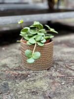 Zdjęcie rosliny doniczkowej Peperomia Hope, ujęcie 1