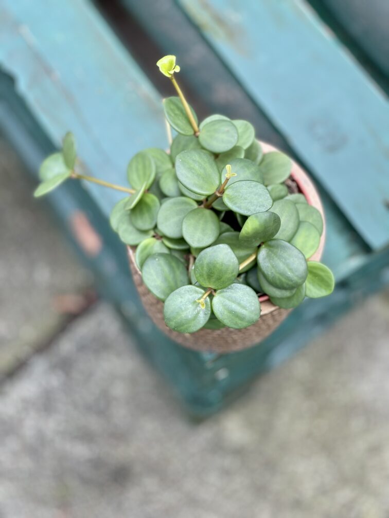 Zdjęcie rosliny doniczkowej Peperomia Hope, ujęcie 2