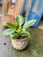 Zdjęcie rosliny doniczkowej Philodendron Birkin, ujęcie 1