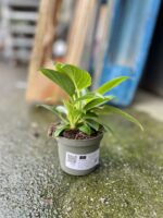 Zdjęcie rosliny doniczkowej Philodendron Birkin, ujęcie 2
