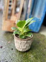 Zdjęcie rosliny doniczkowej Philodendron Birkin, ujęcie 3