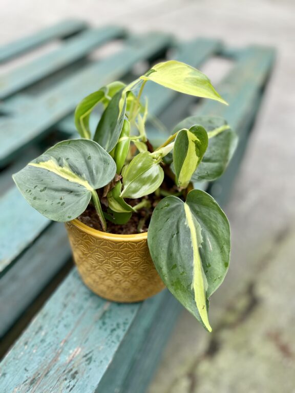 Zdjęcie rosliny doniczkowej Philodendron scandens Brasil, ujęcie 1