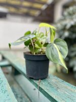 Zdjęcie rosliny doniczkowej Philodendron scandens Brasil, ujęcie 3