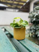 Zdjęcie rosliny doniczkowej Philodendron scandens Brasil, ujęcie 4