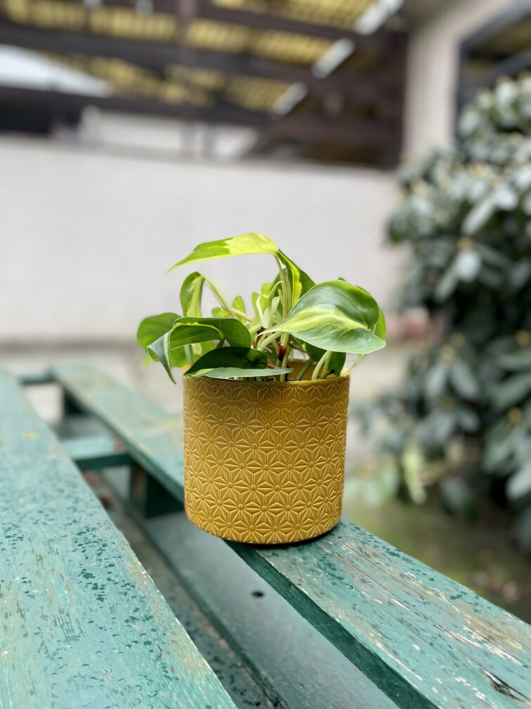 Zdjęcie rosliny doniczkowej Philodendron scandens Brasil, ujęcie 4