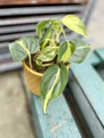 Zdjęcie rosliny doniczkowej Philodendron scandens Brasil, ujęcie 5