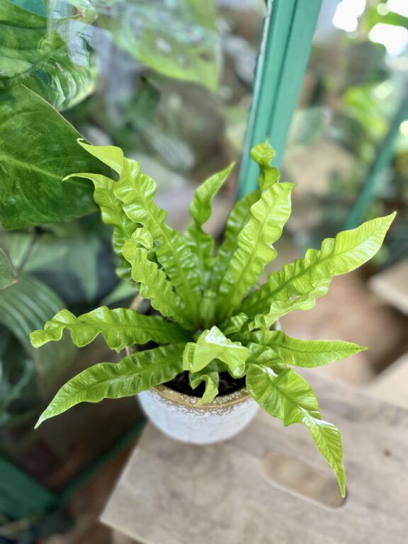 Zdjęcie rosliny doniczkowej Asplenium Crispy Wave, ujęcie 1