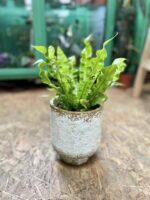 Zdjęcie rosliny doniczkowej Asplenium Crispy Wave, ujęcie 2
