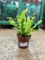 Zdjęcie rosliny doniczkowej Asplenium Crispy Wave, ujęcie 3
