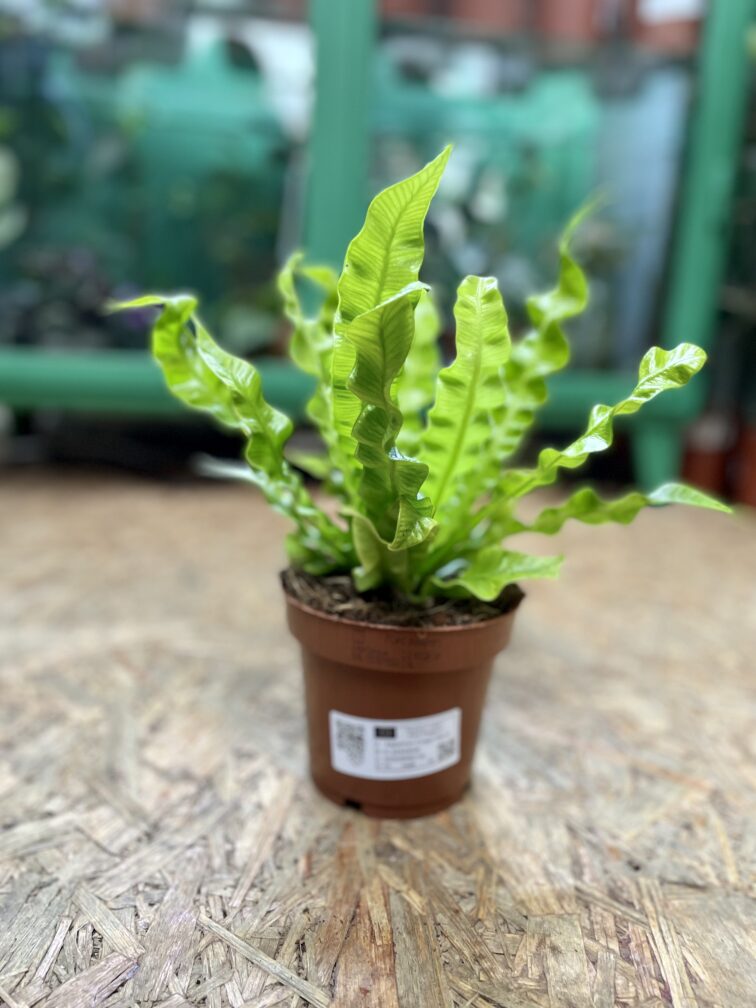 Zdjęcie rosliny doniczkowej Asplenium Crispy Wave, ujęcie 3