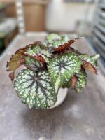 Zdjęcie rosliny doniczkowej Begonia Bostella, ujęcie 1