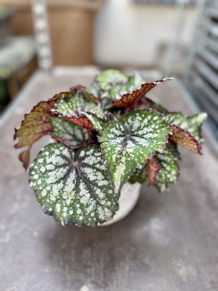 Zdjęcie rosliny doniczkowej Begonia Bostella, ujęcie 1