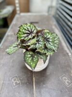 Zdjęcie rosliny doniczkowej Begonia Bostella, ujęcie 2
