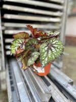 Zdjęcie rosliny doniczkowej Begonia Bostella, ujęcie 3