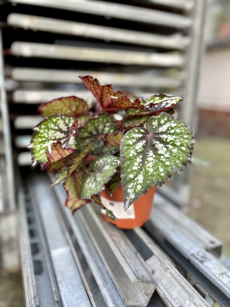 Zdjęcie rosliny doniczkowej Begonia Bostella, ujęcie 3
