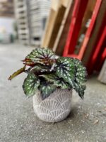 Zdjęcie rosliny doniczkowej Begonia Bostella, ujęcie 4