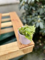 Zdjęcie rosliny doniczkowej Dryopteris erythrosora (Narecznica czerwonozawijkowa), ujęcie 1