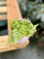 Zdjęcie rosliny doniczkowej Dryopteris erythrosora (Narecznica czerwonozawijkowa), ujęcie 2