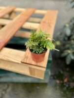 Zdjęcie rosliny doniczkowej Dryopteris erythrosora (Narecznica czerwonozawijkowa), ujęcie 3