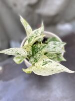 Zdjęcie rosliny doniczkowej Epipremnum Marble Queen, ujęcie 1