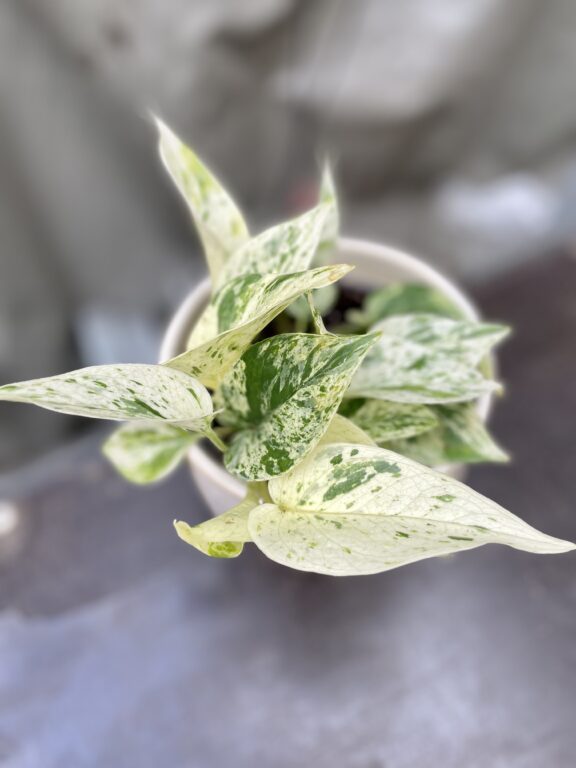 Zdjęcie rosliny doniczkowej Epipremnum Marble Queen, ujęcie 1