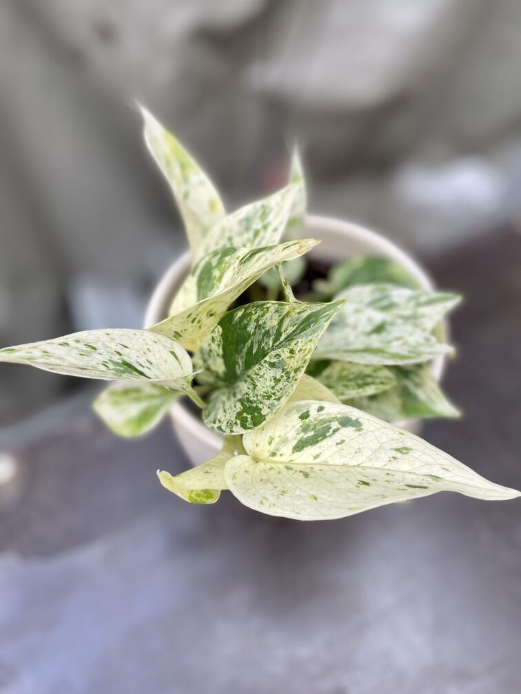Zdjęcie rosliny doniczkowej Epipremnum Marble Queen, ujęcie 1