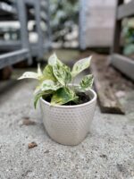 Zdjęcie rosliny doniczkowej Epipremnum Marble Queen, ujęcie 2