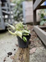 Zdjęcie rosliny doniczkowej Epipremnum Marble Queen, ujęcie 3