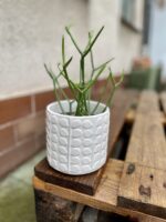Zdjęcie rosliny doniczkowej Euphorbia Tirucalli, ujęcie 1