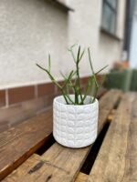 Zdjęcie rosliny doniczkowej Euphorbia Tirucalli, ujęcie 3